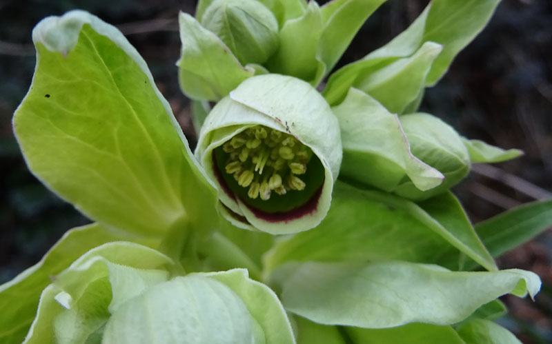 Helleborus foetidus - Ranunculaceae